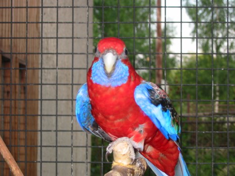 papagáj 4