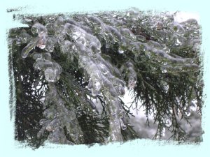 strom obliaty ľadom